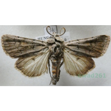 Acronicta cinerea (Hufnagel, 1766) Hungaria75k